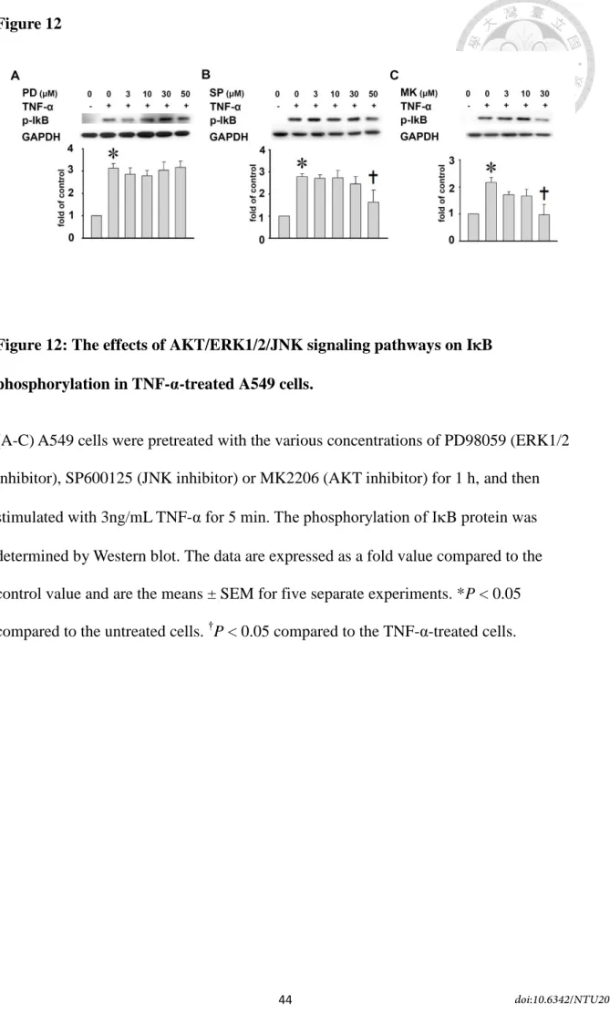 Figure 12: The effects of AKT/ERK1/2/JNK signaling pathways on IB  phosphorylation in TNF-α-treated A549 cells