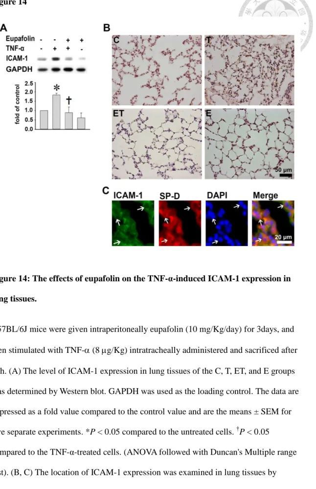 Figure 14: The effects of eupafolin on the TNF-α-induced ICAM-1 expression in  lung tissues