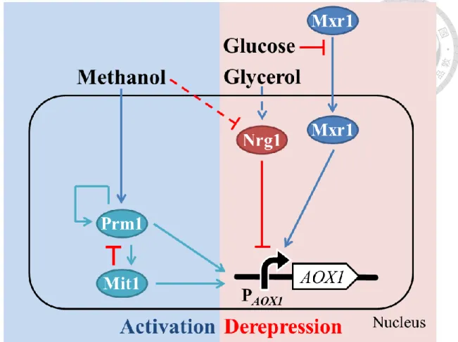 Figure 1. The schematic diagram of transcription regulation of AOX1 promoter  The activation of P AOX1  was separated into two stages, including derepression and  activation