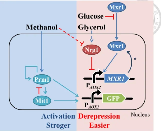 Figure 2. The schematic diagram of transcription regulation in the cell with  reprogramming of Mxr1 