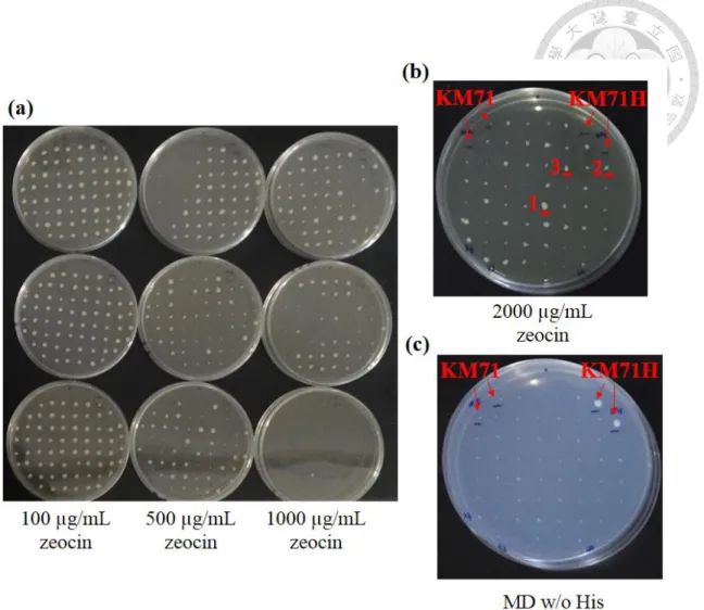 Figure 5. Screening of pPICZ-mEGFP transformants by different plates 