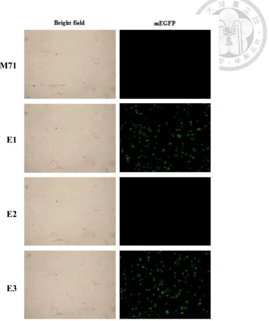 Figure 7. Result of transformants observed by fluorescent microscopy 