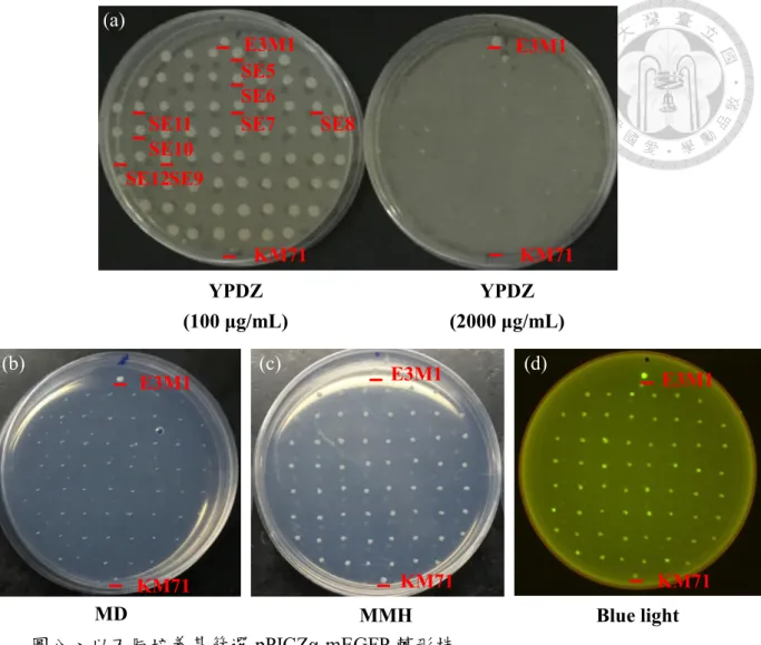 Figure 8. Screening of pPICZα-mEGFP transformants by different plates   