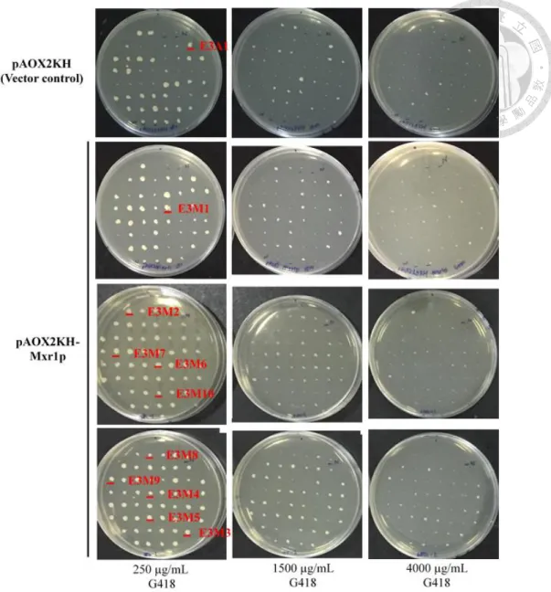 Figure 9. G418 tolerance plate assay 