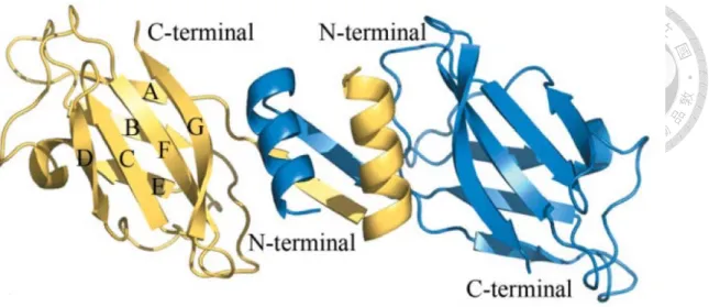 Figure 2. Overall structure of LZ-8 homodimer 