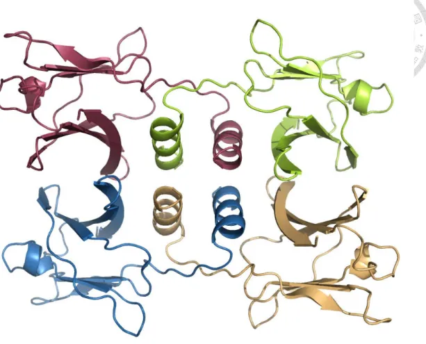 Figure 3. Overall structure of GMI tetramer 