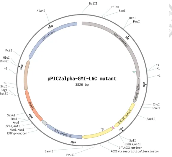 Figure 6. The map of pPICZα-GMI-L6C mutant 