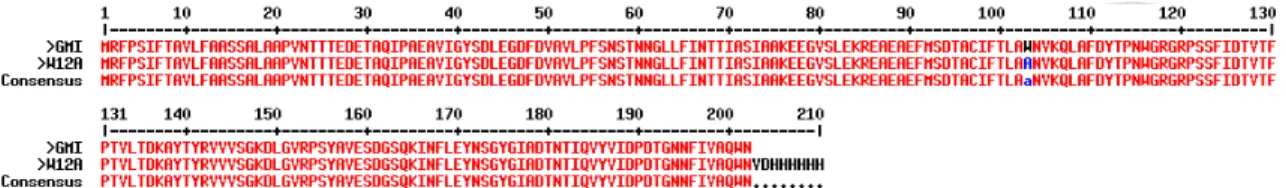 Figure 7. The sequence result of pPICZα-GMI-W12A 