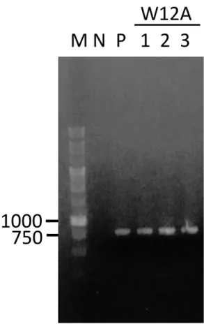 Figure 9. Colony PCR of transformants 