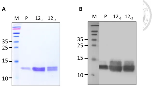 Figure 12. 15% SDS-PAGE and western blotting of GMI-W12A  M ：marker, P：positive control (GMI) 