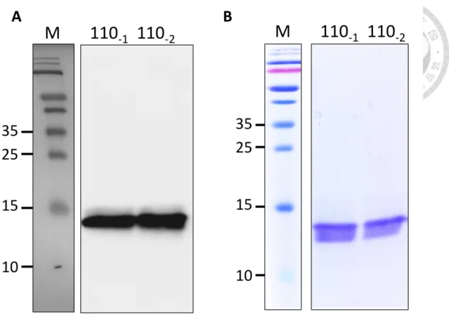 Figure 13. 15% SDS-PAGE and western blotting of GMI-W110A  M ：marker 