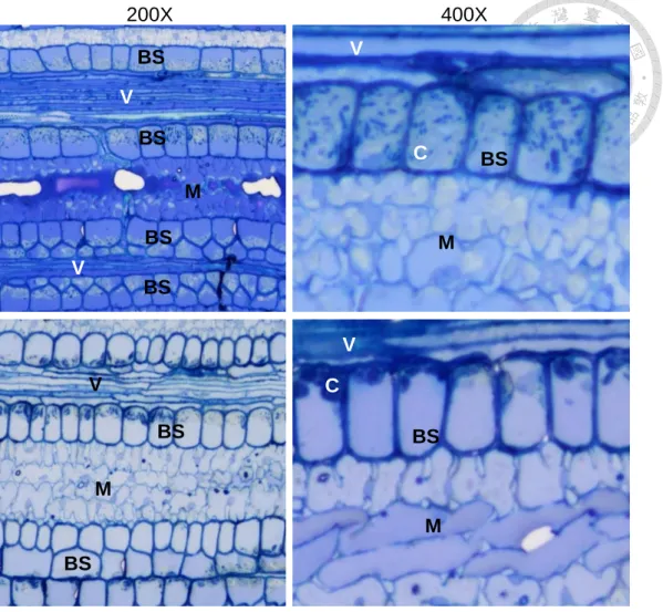 Figure  4.  Longitudinal  section  samples  of  leaf  veins  from  healthy  and  diseased  plants under optical microscopy observation
