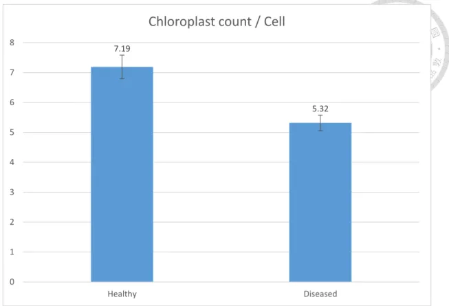 Figure 6. Average chloroplast count in bundle sheath cell. 