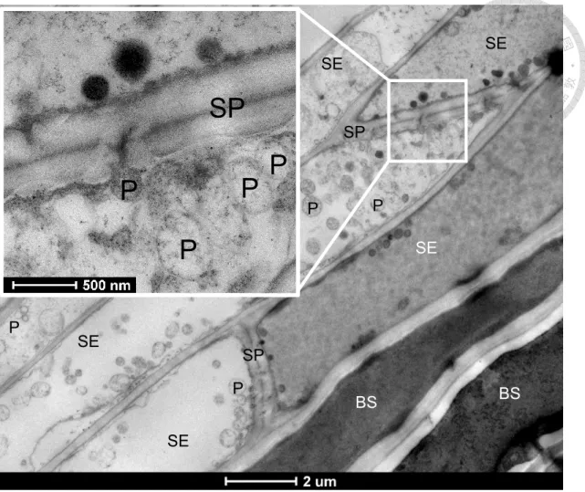 Figure 9. Phytoplasma cell observation.   