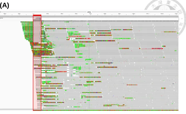 Figure  11.  Reads  mapping  pattern  at  the  repeat  region  on  both  ends  of  the  chromosomal contig1