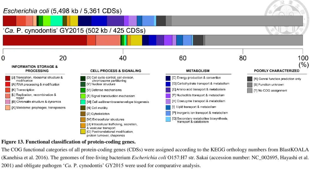 Figure 13. Functional classification of protein-coding genes. 