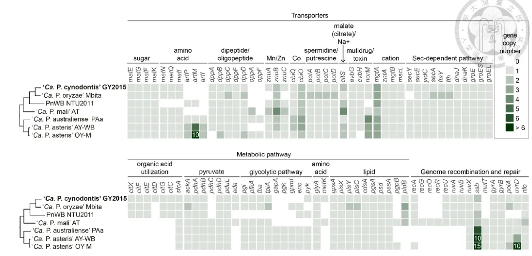 Figure 15. Highlights of selected metabolic pathways and transporters in phytoplasmas