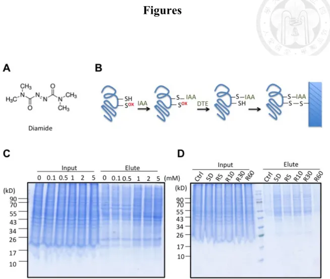 Figure 1. Diamide induced reversible thiolations in HeLa cells 