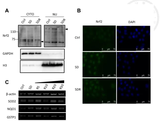Figure 4. Diamide triggered Nrf2 translocation and downstream gene expressions   