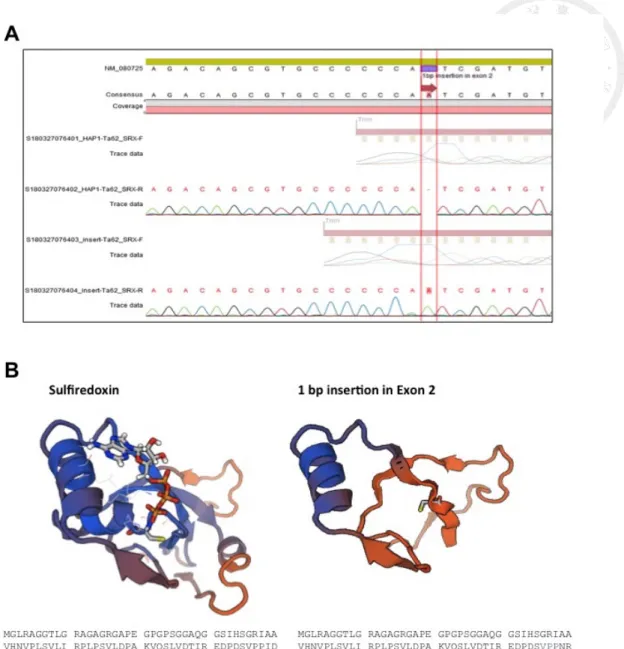 Figure 5. Knockout of SRXN1 led to truncation of sulfiredoxin 
