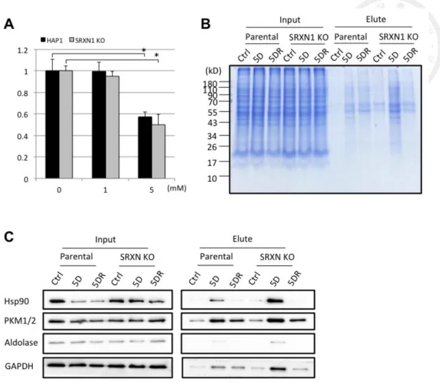 Figure 6. Diamide-induced thiolations increased in SRXN1 KO HAP-1 cell 