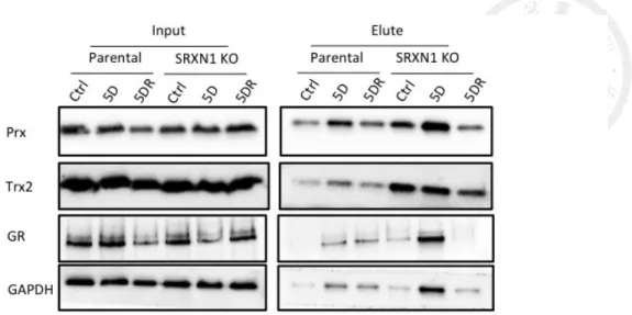 Figure 7. Thiolation of antioxidant enzymes increased in SRXN1 KO HAP-1 cell 