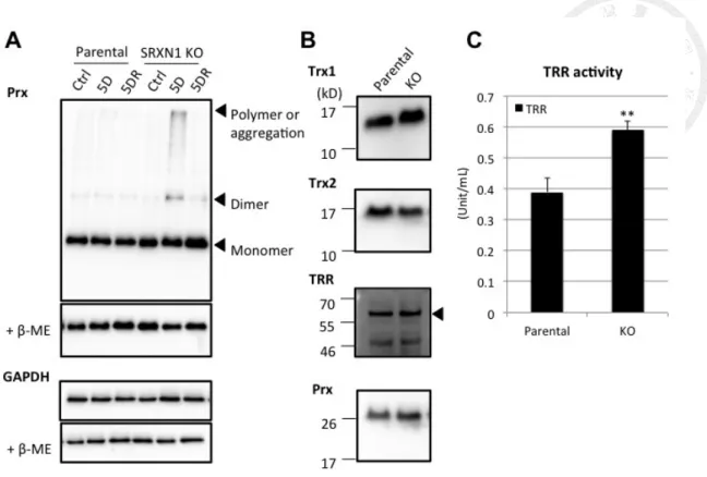 Figure 9. Activity of thioredoxin reductase increased in SRXN1 KO cell 