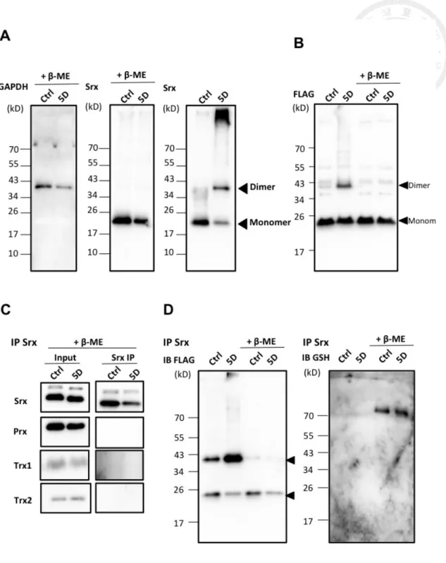 Figure 10. Diamide induced Srx dimerization in SRXN1 over-expressed HEK cell  (A) FLAG-SRXN1 overexpressing HEK cells were treated with 5 mM diamide for 5 