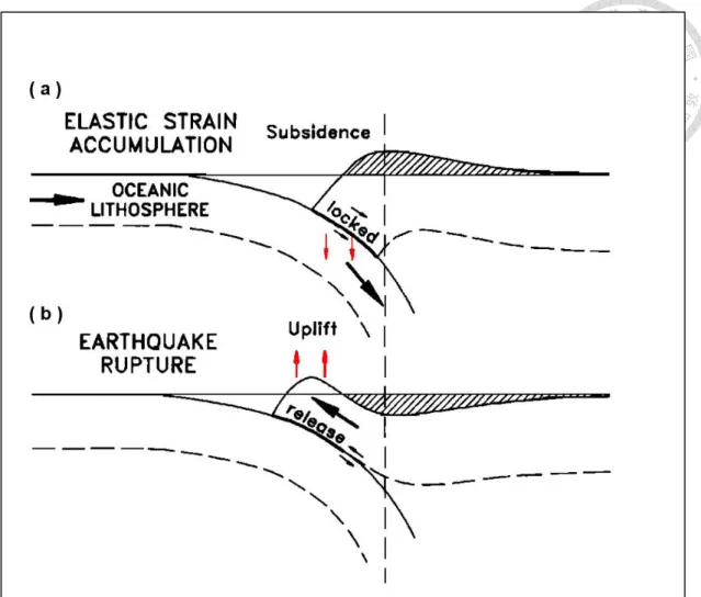 圖 1-1  彈性回彈模型。（a）於震間時期(inter-seismic period)上盤板塊的前緣區域 在受到下盤板塊隱沒拖曳的作用下，會隨隱沒而逐漸沉降；（b）於同震時期 (co-seismic period)，震間變形所累積的能量會在到達某臨界值後在上下盤間產生 破裂而以地震的形式釋放，而上盤板塊的前緣會抬升（修改自 Dragert et al.,1994）。