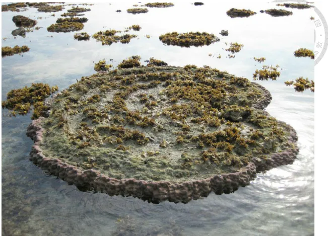 圖 2-1  現生珊瑚微型環礁（coral microatolls；Aron Meltzner 提供，2017）。 