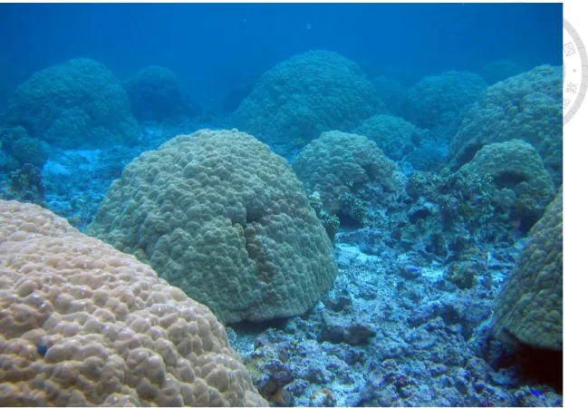 圖 2-2  現生圓穹狀 Porites 珊瑚（National Park of American Samoa 提供，2013）。 