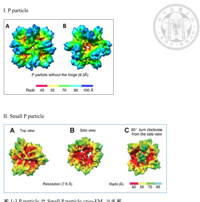 圖 1-3 P particle 與 Small P particle cryo-EM  結構圖 