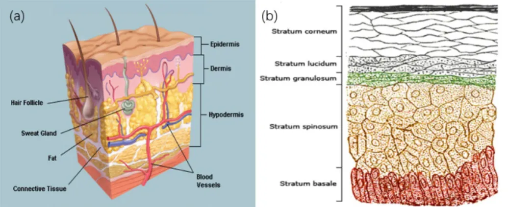 Fig. 2.2.1 (a) A cross-section of all skin layers. (b) A schematic image showing a transverse section of the epidermis,  with epidermal layers labeled