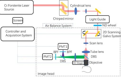 Fig. 3.3.1 A schematic diagram of the movable optical harmonic generation microscopy system with a light guide