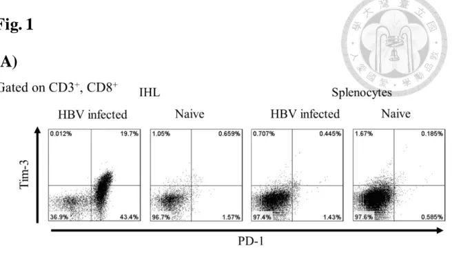 Fig.  1 B 型肝炎慢性感染小鼠 CD8 +  T 細胞表現 PD-1、TIM-3 以及 IFNγ 表現量  以 hydrodynamic  injection 轉染 6 周之小鼠，取出肝內淋巴細胞族群以流式細胞儀 分析觀察 T 細胞的 co-inhibitory 受器的表現(A)以及內染 IFNγ(B)，  IFNγ 的表現 量在 HBV 慢性感染的小鼠當中的 CD8  T 細胞在 CD3/CD28 刺激一天後也比較少 量上升 