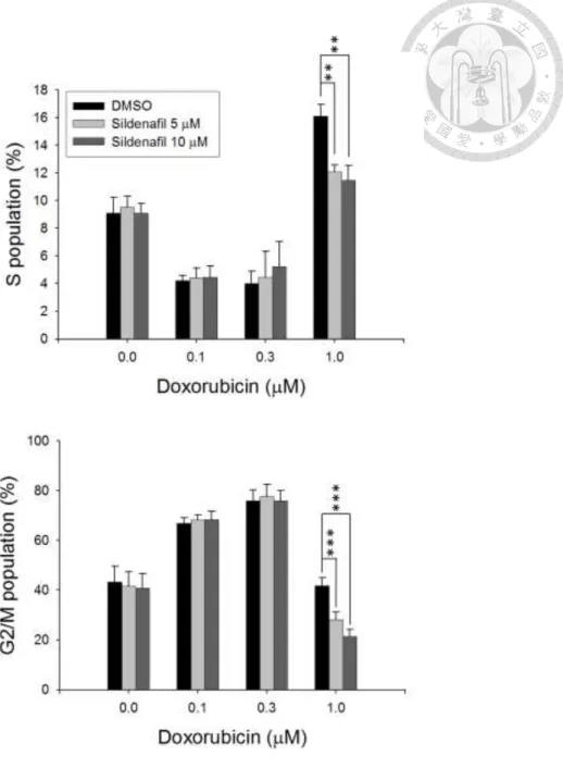 Figure 1. Effect of doxorubicin and/or sildenafil on cell cycle distribution in PC-3  cells