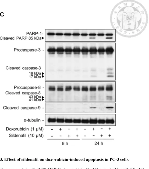 Figure 3. Effect of sildenafil on doxorubicin-induced apoptosis in PC-3 cells. 