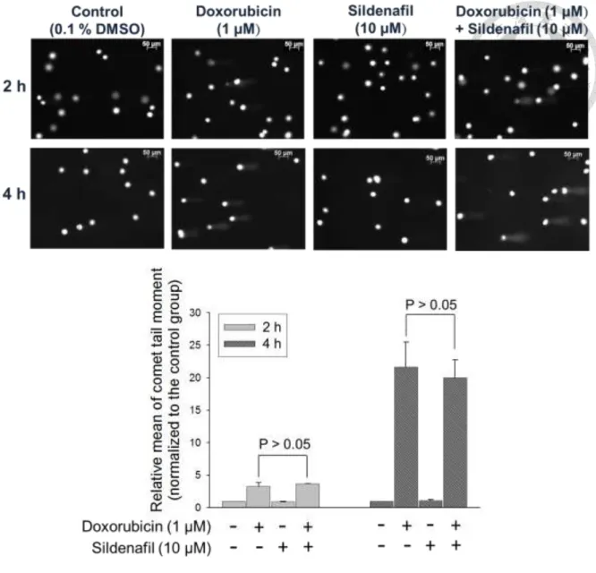 Figure  7.  Effect  of  doxorubicin  and/or  sildenafil  on  the  integrity  of  chromosomal  DNA in PC-3 cells