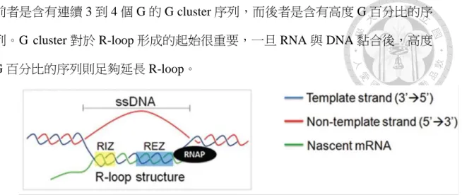 Figure 1-1. The structure of the R-loop (Wongsurawat et al.,  2012).  R-loop  initiation zone (RIZ) and R-loop elongation zone (REZ) are highlighted in yellow  blue, respectively