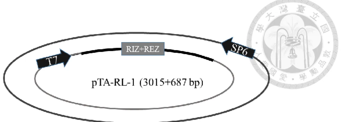 Figure  1.  (A)  Formation  of  DNA/RNA  hybrid  in  RL-1  observed  by  gel  mobility  shift assay protocol I