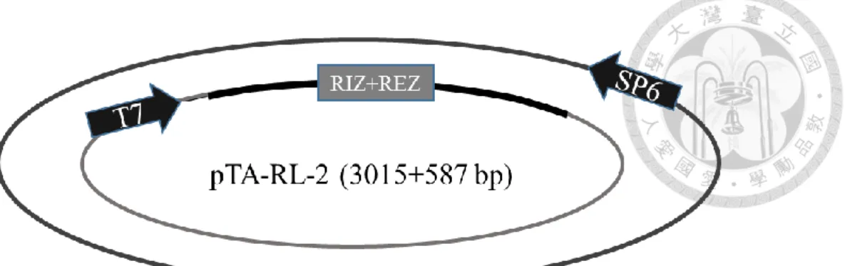Figure  2.  (A)  Formation  of  DNA/RNA  hybrid  in  RL-2  observed  by  gel  mobility  shift assay