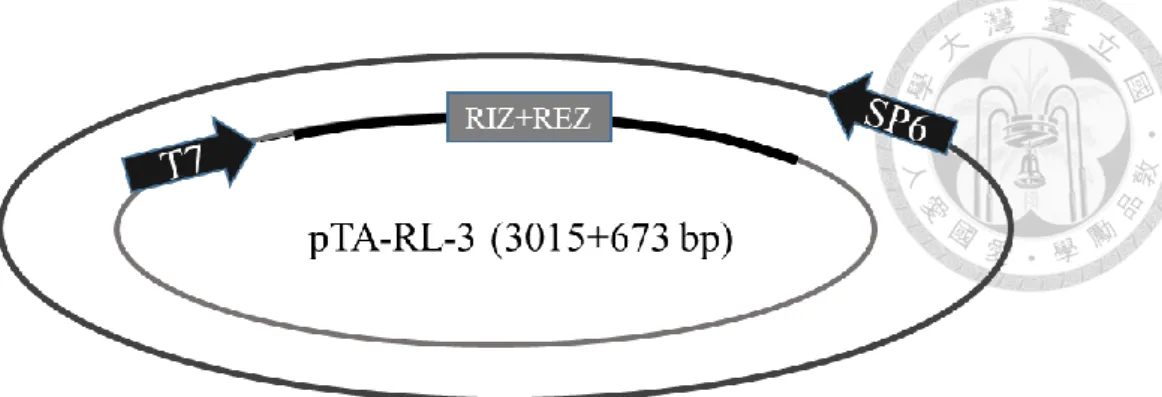Figure  3.  (A)  Formation  of  DNA/RNA  hybrid  in  RL-3  observed  by  gel  mobility  shift assay
