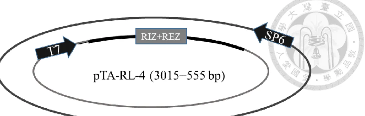 Figure  4.  (A)  Formation  of  DNA/RNA  hybrid  in  RL-4  observed  by  gel  mobility  shift assay