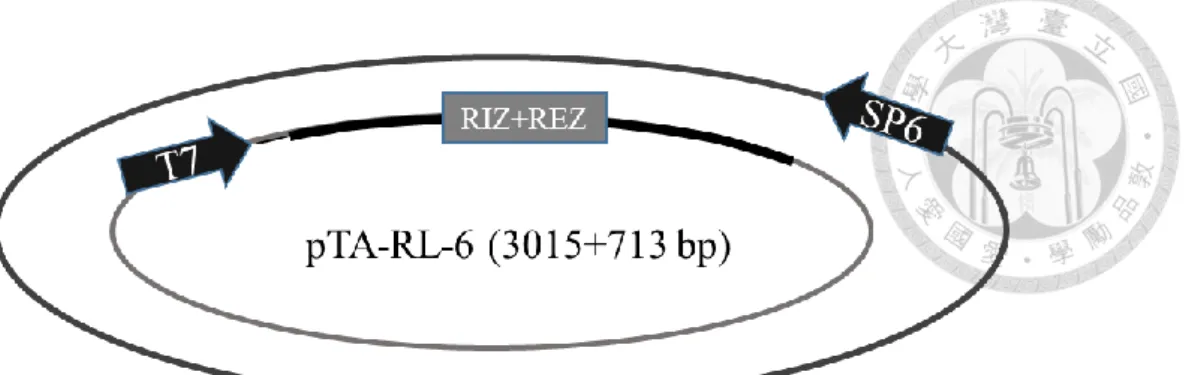 Figure  5.  (A)  Formation  of  DNA/RNA  hybrid  in  RL-6  observed  by  gel  mobility  shift assay