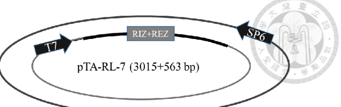 Figure  6.  (A)  Formation  of  DNA/RNA  hybrid  in  RL-7  observed  by  gel  mobility  shift assay