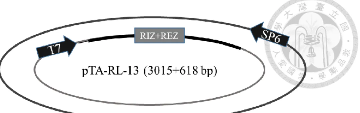 Figure 7. (A) Formation of DNA/RNA hybrid in RL-13 observed by gel mobility  shift assay