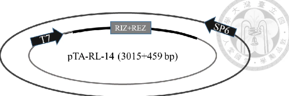 Figure 8. (A) Formation of DNA/RNA hybrid in RL-14 observed by gel mobility  shift assay