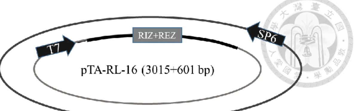 Figure 9. (A) Formation of DNA/RNA hybrid in RL-16 observed by gel mobility  shift assay