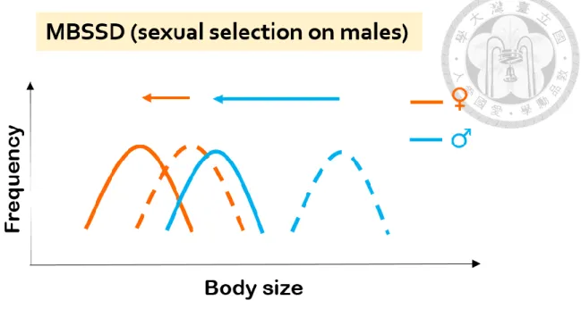 Figure 4. A conceptual diagram showing different responses of females and males  toward a smaller body size according to sexual selection hypothesis