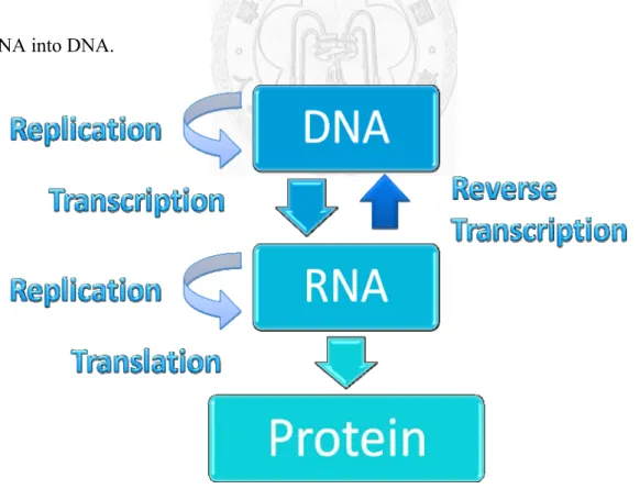 Figure 2-2 Flow chart of central dogma  [10]